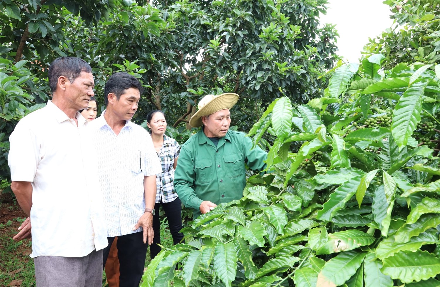 Người dân đến thăm quan mô hình sản xuất cà phê chất lượng cao