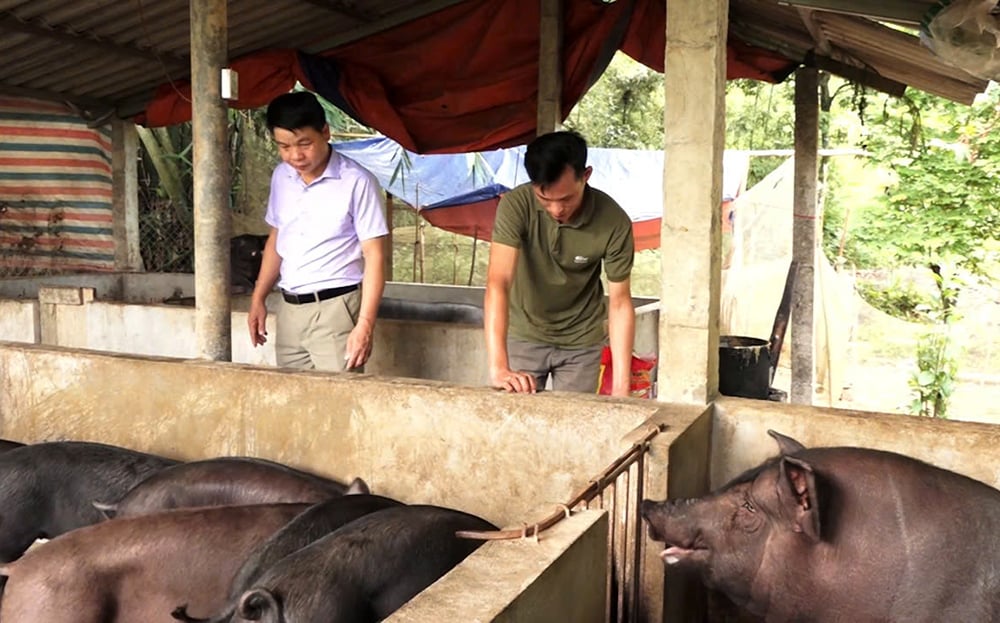 ដំណោះស្រាយ 69 - កម្លាំងជំរុញដើម្បីគាំទ្រការចិញ្ចឹមសត្វនៅ Luc Yen