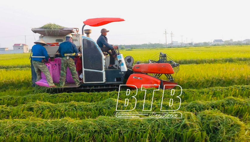 Thai Binh Landwirtschaft: Die Säule der Wirtschaft