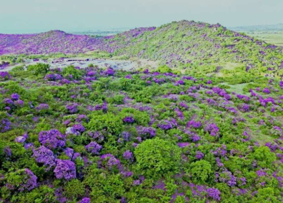 The purple Lagerstroemia blooming season every year captivates visitors.