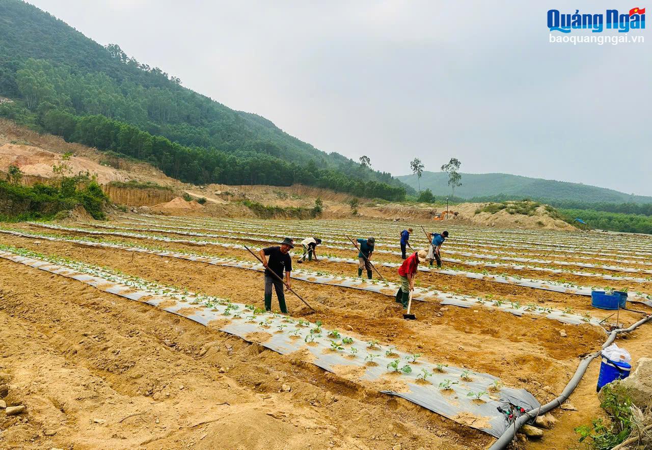 農林業企業の再編・革新は、地域住民の生産用地不足の解決に貢献します。   フォーニョンコミューン（ドゥックフォー町）。