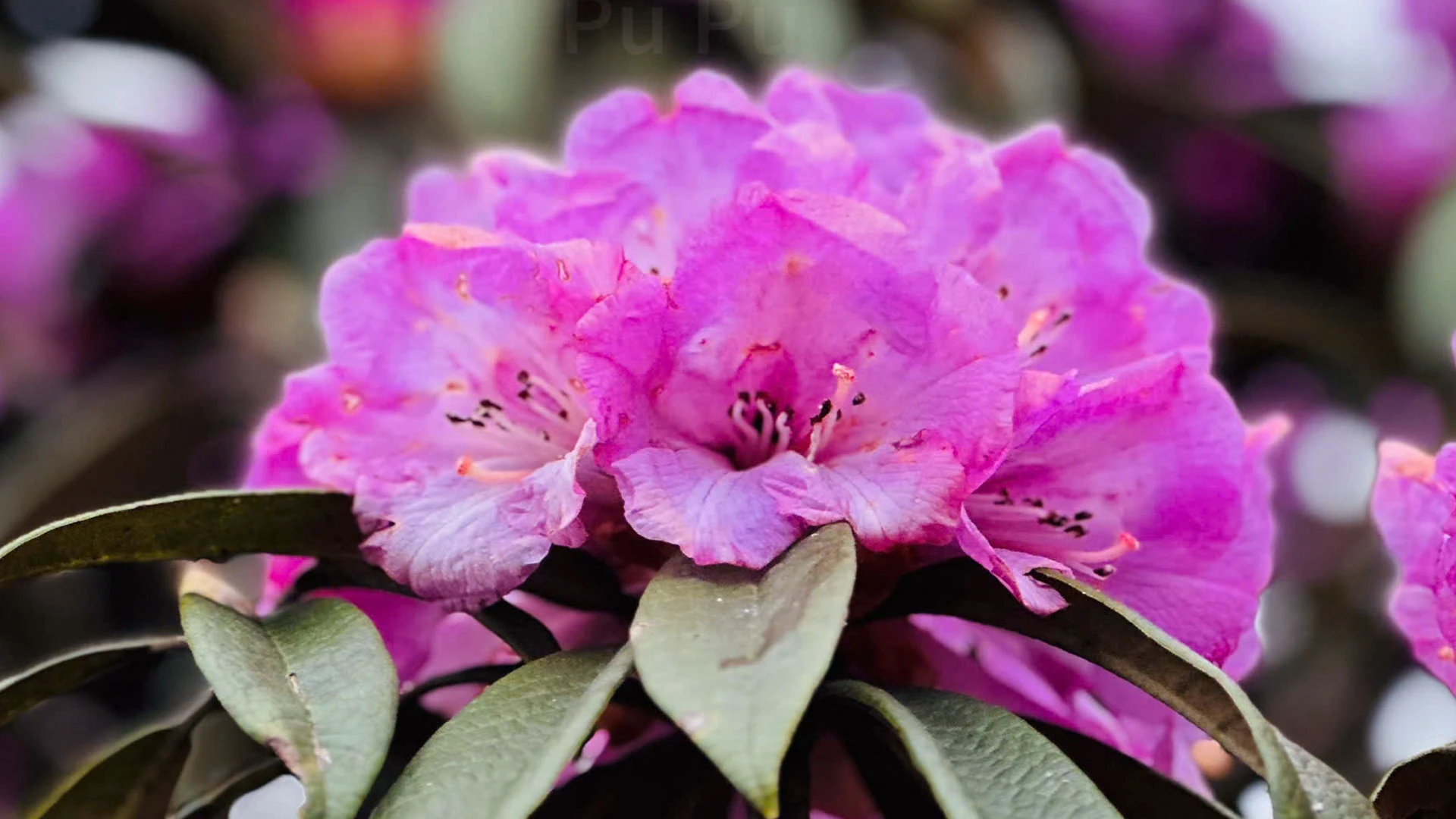 [Foto] Lai Chau en marzo es brillante con la foto 9 de la temporada de rododendros