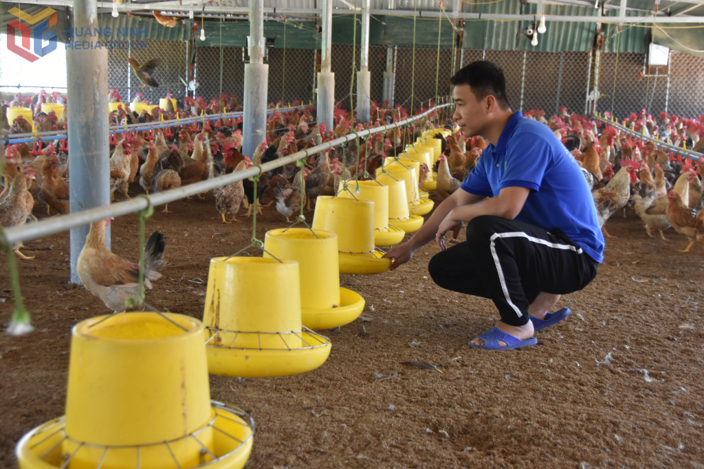 Native chicken breeds are raised at Tuyen Hien Cooperative (Dam Ha district).