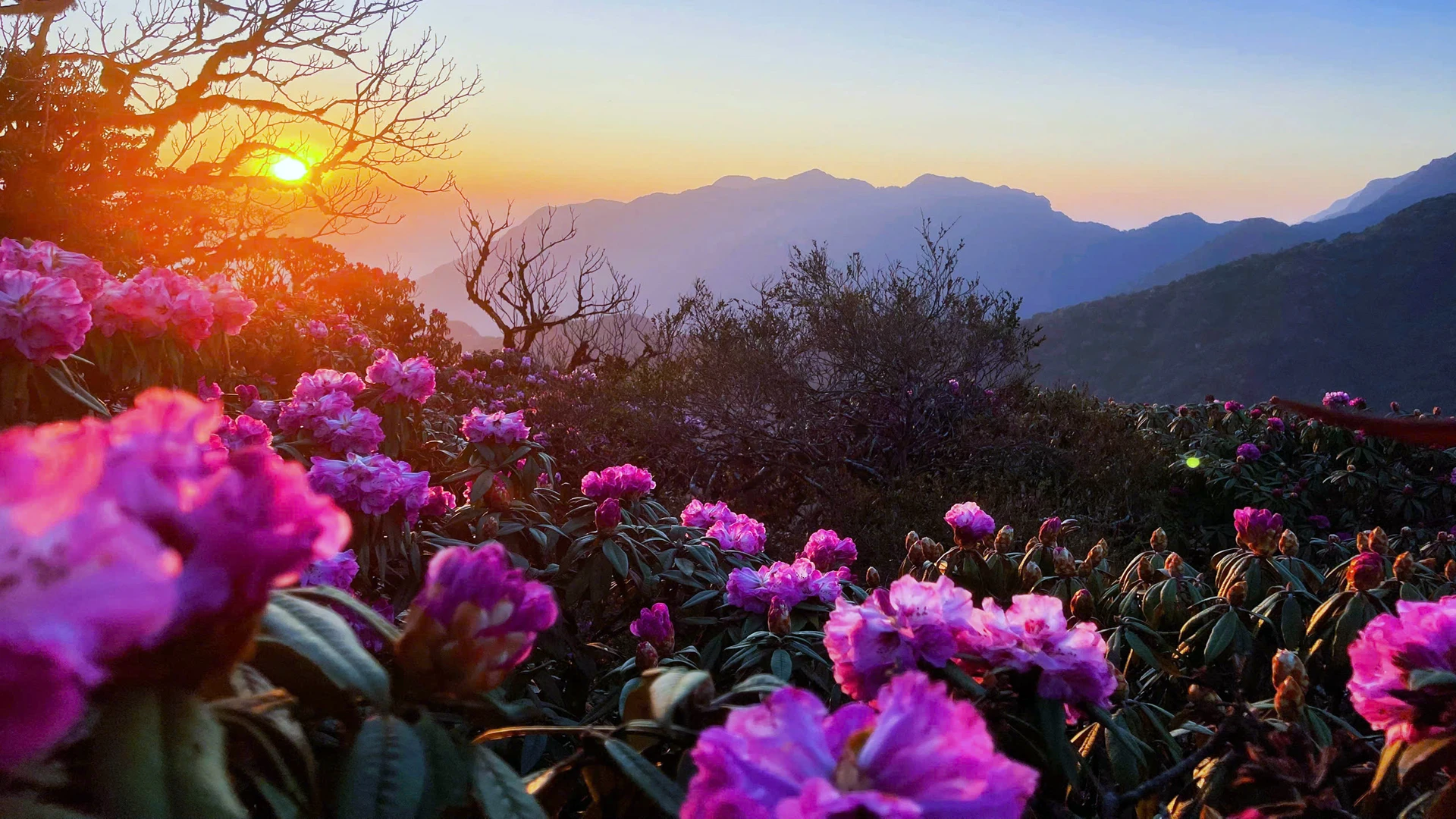 [Foto] Lai Chau en marzo es brillante con la foto 17 de la temporada de rododendros