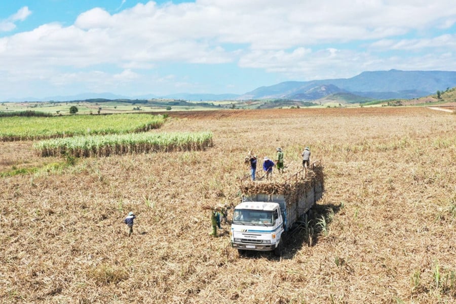 Desarrollo de áreas de materia prima de caña de azúcar en una dirección sostenible