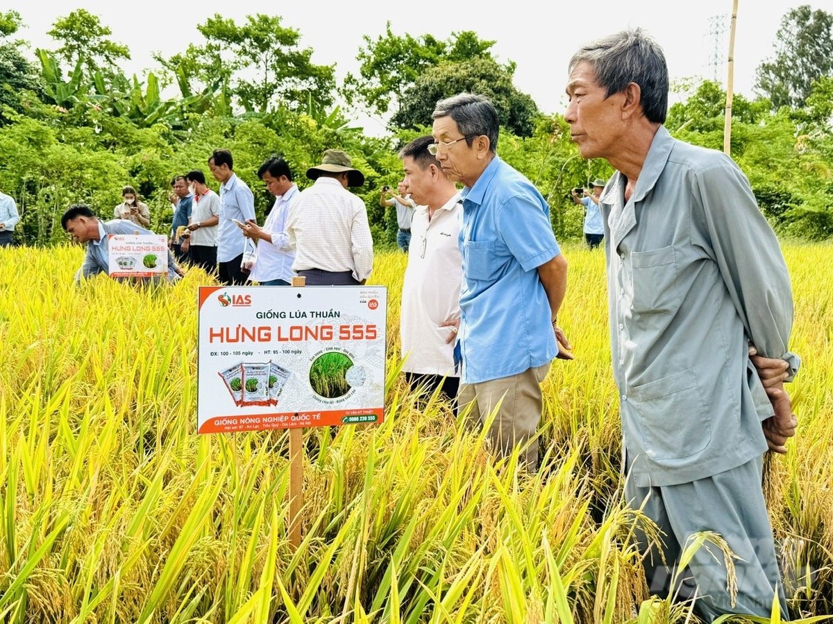 Nông dân tham quan ruộng trình diễn giống lúa thuần Hưng Long 555 trong vụ đông xuân 2024 - 2025 tại xã Bình Hòa, huyện Châu Thành, tỉnh An Giang. Ảnh: Lê Hoàng Vũ.