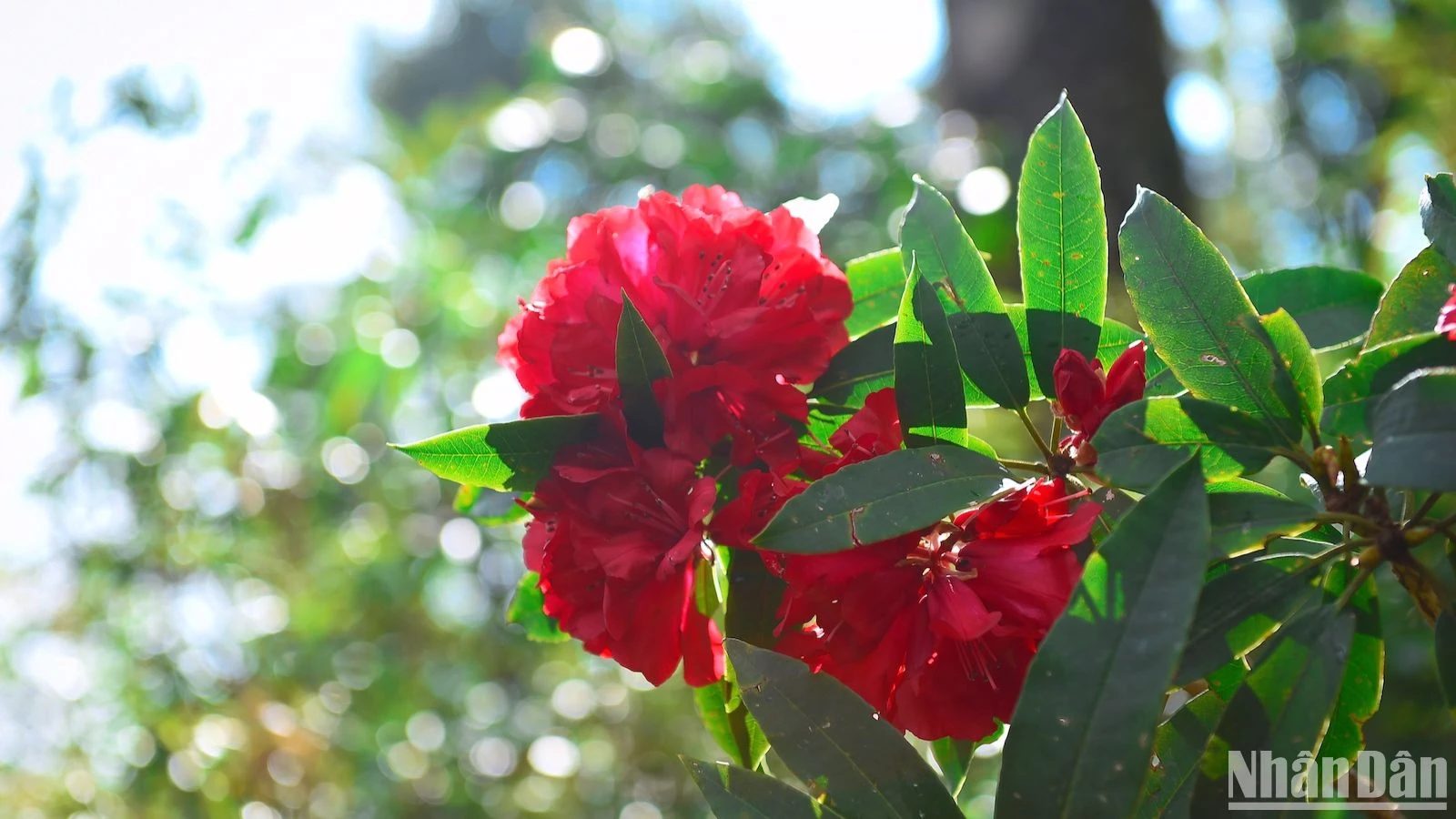 Admire los rododendros de principios de temporada en las montañas del noroeste, foto 8