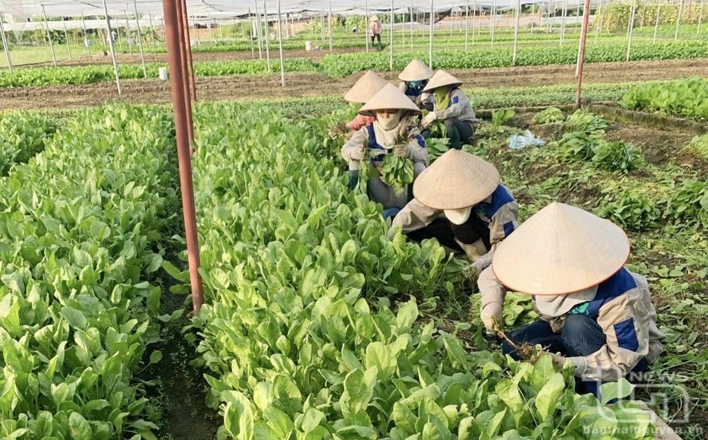 Nông dân phường Đông Cao (TP. Phổ Yên) thực hiện mô hình trồng rau an toàn trong nhà kính mang lại giá trị kinh tế cao.