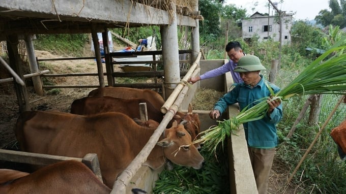 Chăn nuôi ở miền núi thường là nhỏ lẻ và phân tán nên cán bộ thú y cơ sở gặp không ít khó khăn để tiếp cận. Ảnh: HĐ.