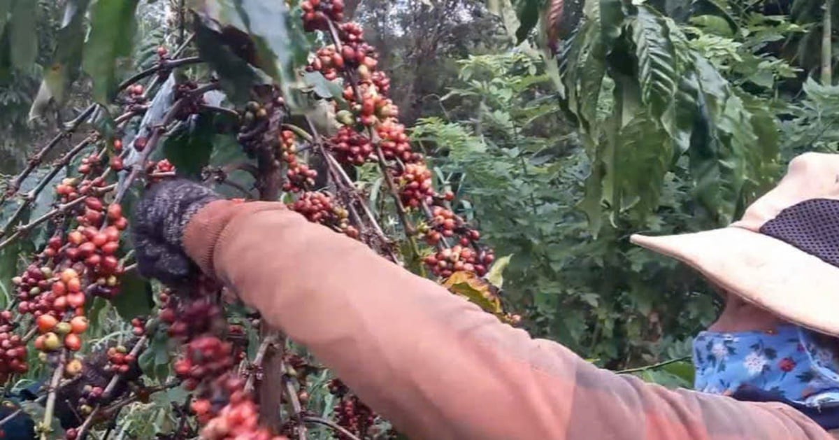 Coffee prices increase sharply, reaching a peak of 135,200 VND/kg