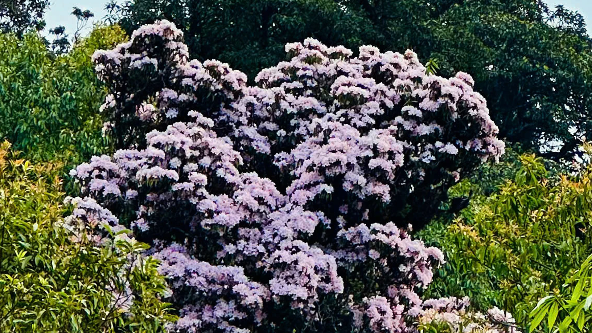 [Foto] Lai Chau en marzo es brillante con la foto 14 de la temporada de rododendros