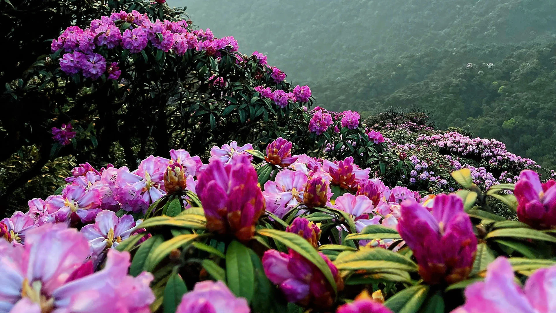 [Foto] Lai Chau en marzo es brillante con la foto 6 de la temporada de rododendros