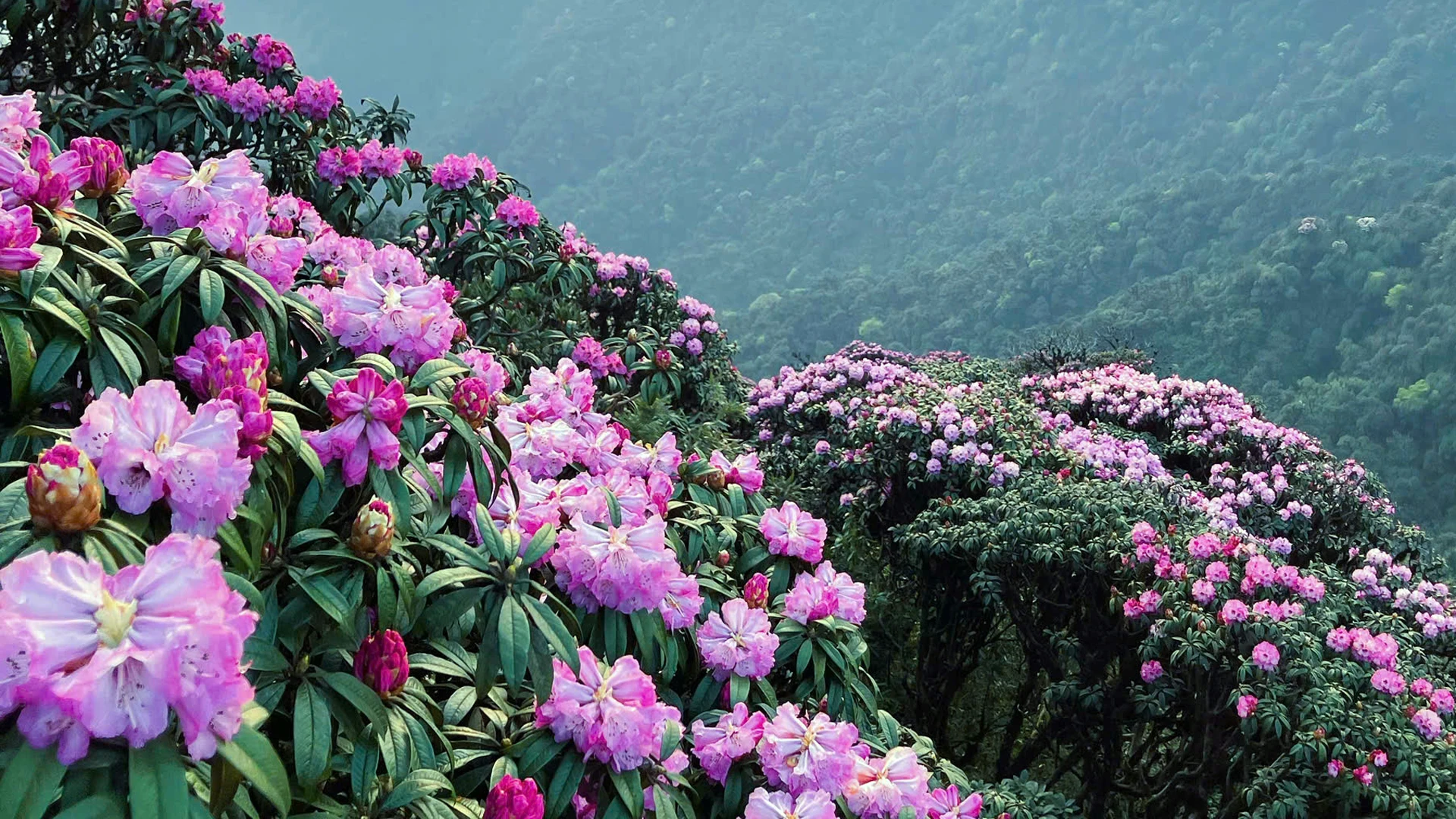 [Foto] Lai Chau en marzo es brillante con la foto 5 de la temporada de rododendros