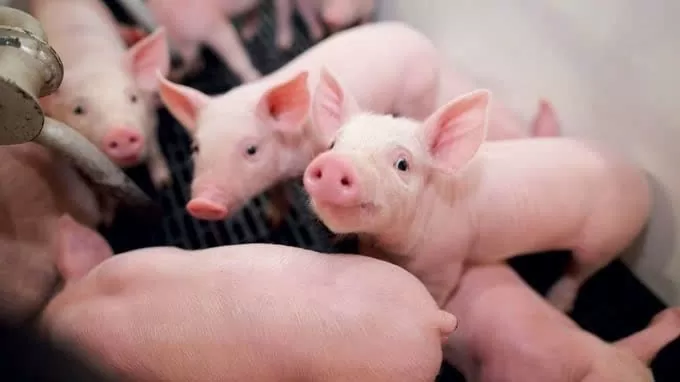 Prix ​​du porc aujourd'hui, 20 mars 2025 : le plus bas niveau national à 71 000 VND/kg