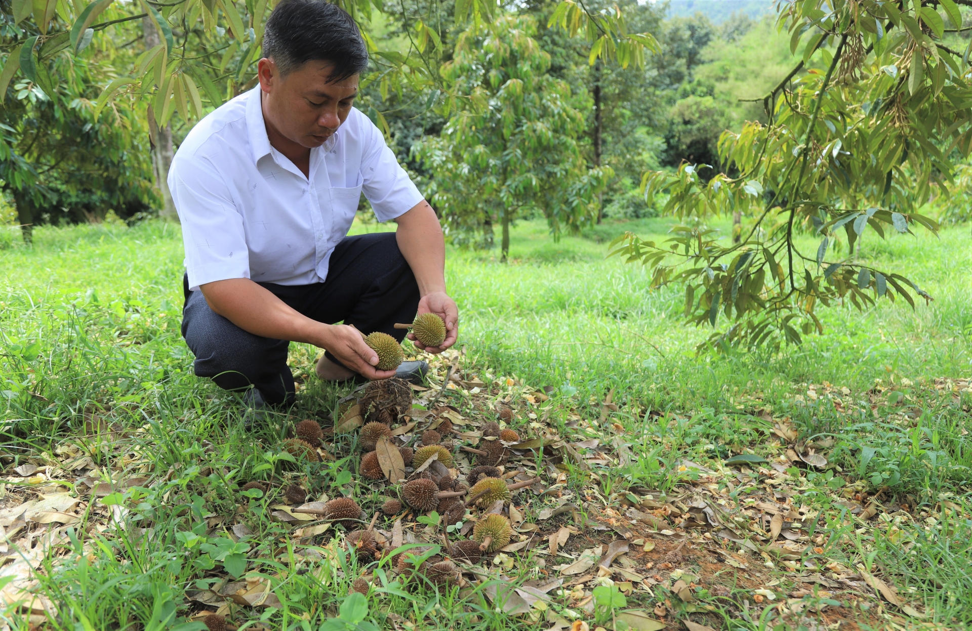 Không chỉ gây rụng bông, mưa trái mùa liên tục xảy ra còn khiến nhiều vườn sầu riêng tại xã Hà Lâm (huyện Đạ Huoai) bị rụng cả trái non