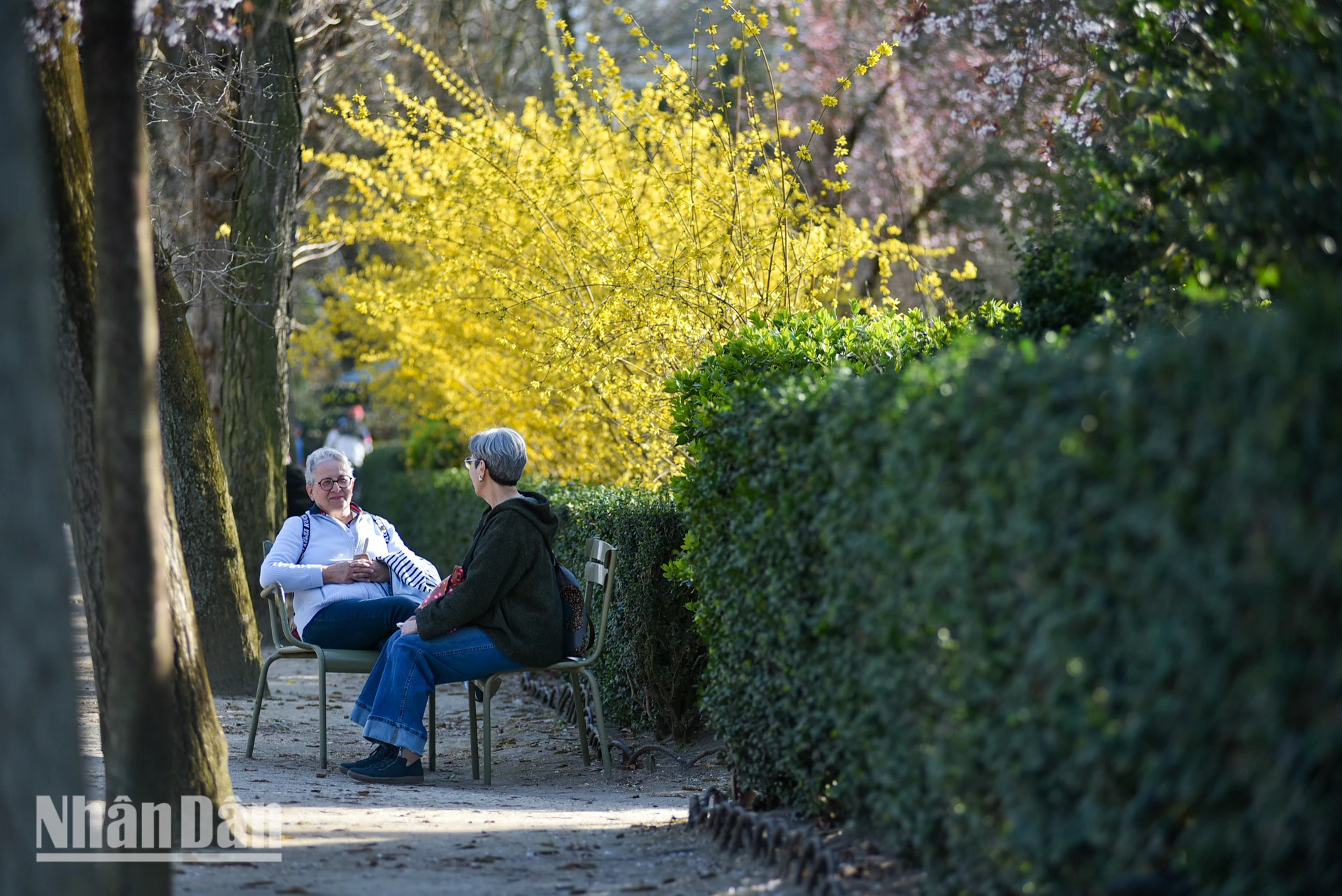 [Foto] Paris „verzaubert“ von der blühenden Blumensaison Foto 11