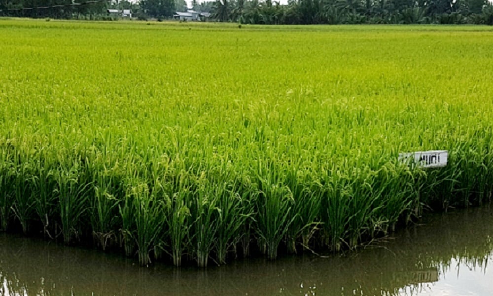 Proactive solutions to respond to, prevent and combat saltwater intrusion in the winter rice crop