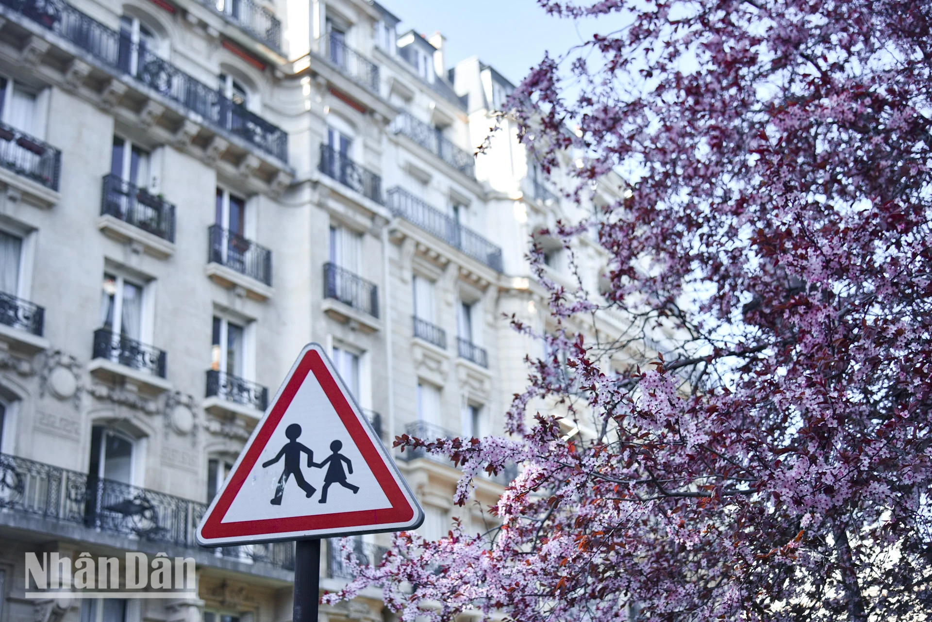 [Foto] Paris „verzaubert“ von der blühenden Blumensaison Foto 3