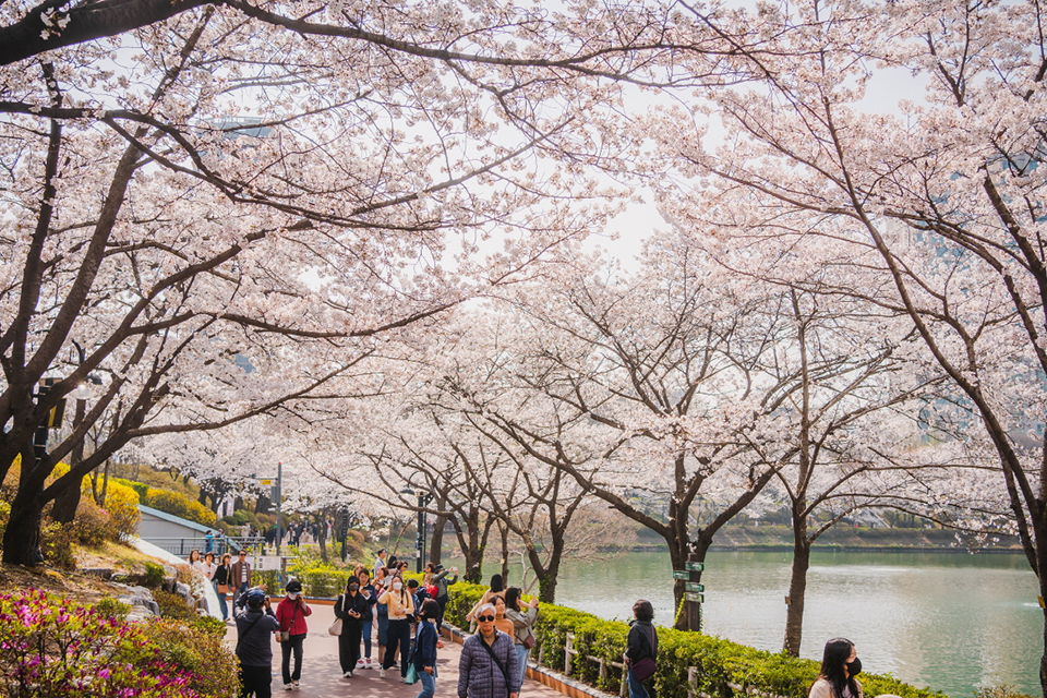 Descubra 5 hermosos lugares para ver los cerezos en flor en Corea, desde Seúl hasta Jeju.