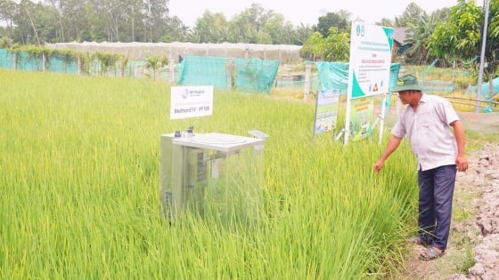 Early investment in infrastructure for cooperatives in the 1 million hectare rice project