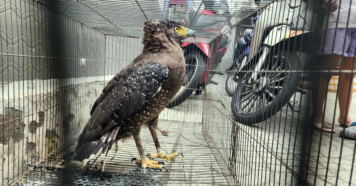 Un homme du district 7 a remis un oiseau de proie d'un mètre d'envergure à un garde forestier.