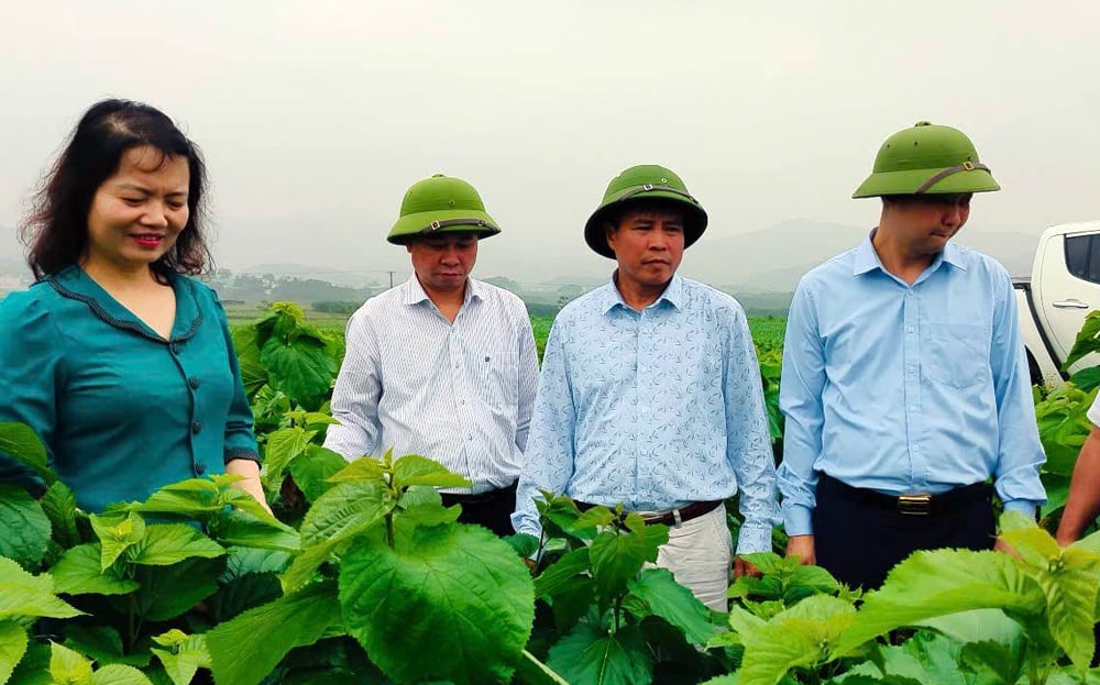 반옌 지구의 지도자들이 다이팍 코뮌의 누에농사 모델을 시찰했습니다.