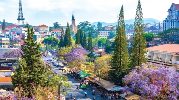 Temporada de flores del fénix morado