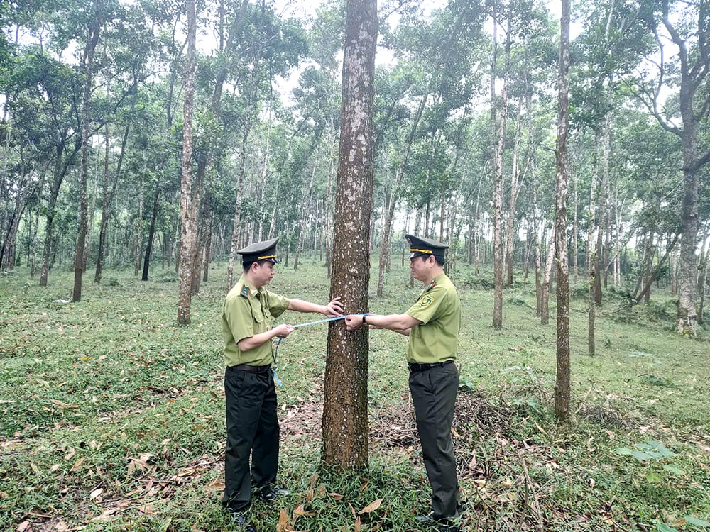 Transformation des grandes forêts de bois de Thanh Son