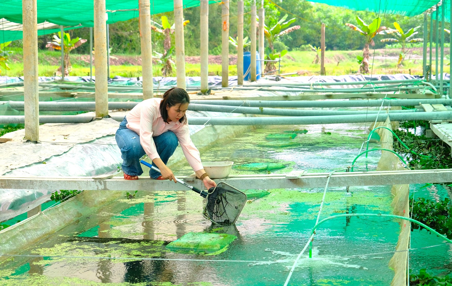 Triển vọng từ mô hình nuôi ốc bươu đen ứng dụng công nghệ cao