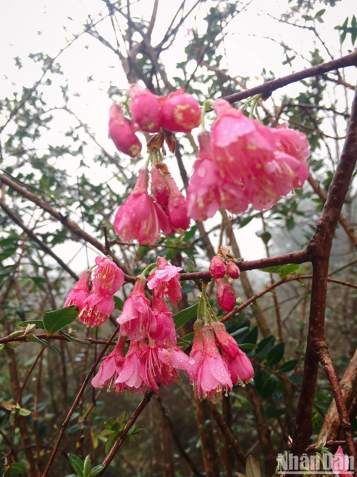 Admire los rododendros de principios de temporada en las montañas del noroeste, foto 4