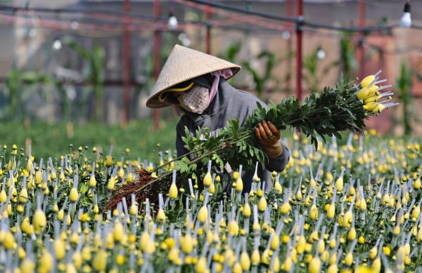 Many types of vegetables and flowers are heavily discounted.