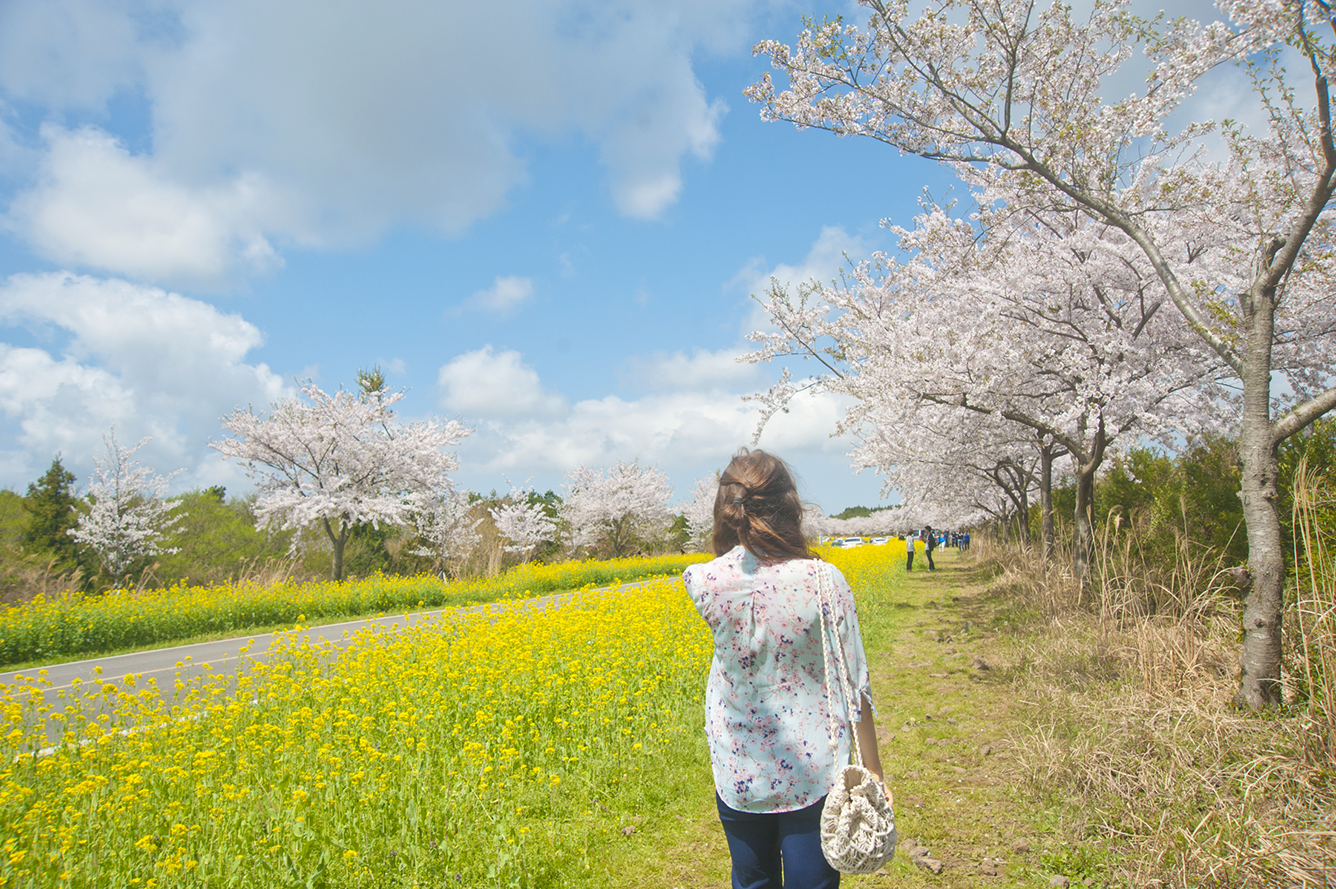 Lieux d'observation des cerisiers en fleurs en Corée, de Séoul à Jeju-6.png