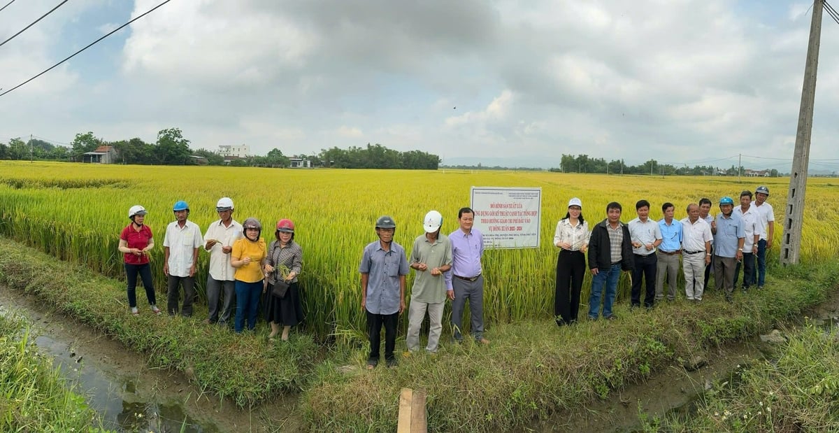 Mô hình sản xuất lúa ứng dụng gói canh tác tổng hợp giảm chi phí đầu vào vụ hè thu 2024 tại xã Hòa Trị (huyện Phú Hòa, Phú Yên). Ảnh: V.Đ.T.