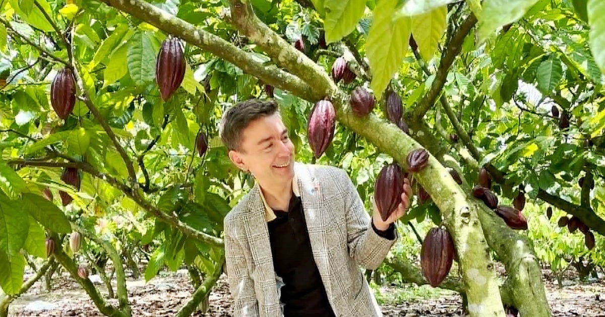 Vietnamese cocoa revives thanks to circular economy