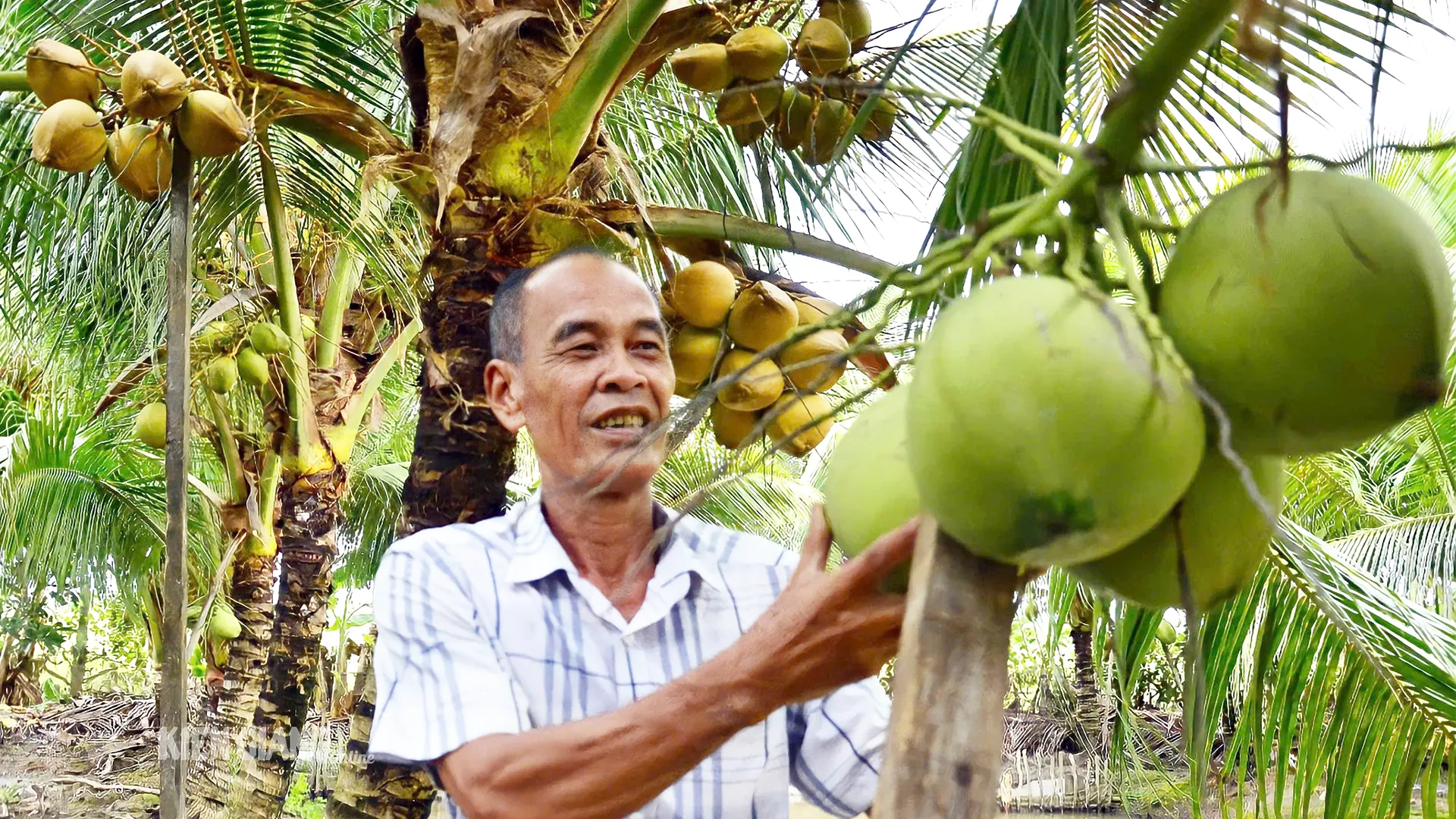 Dừa tươi, dừa khô tăng giá