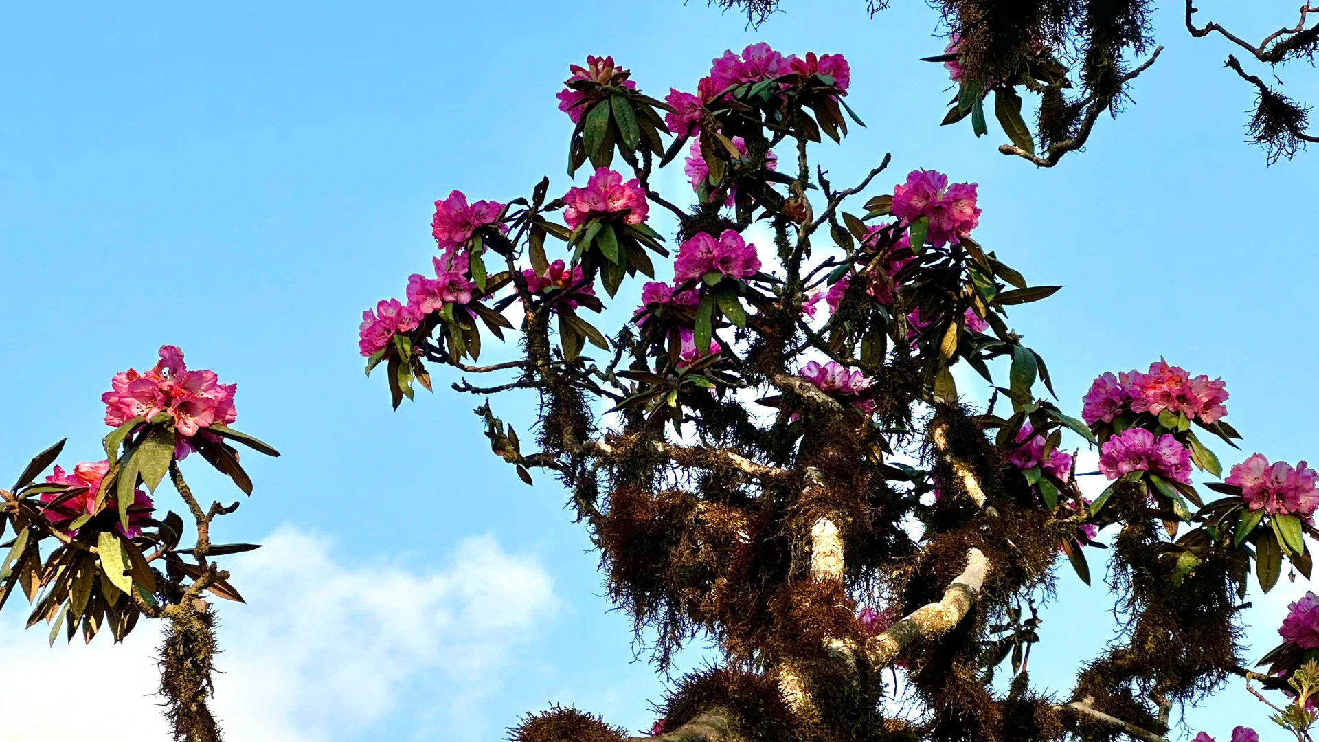 [Foto] Lai Chau en marzo es brillante con la foto n.° 15 de la temporada de rododendros.