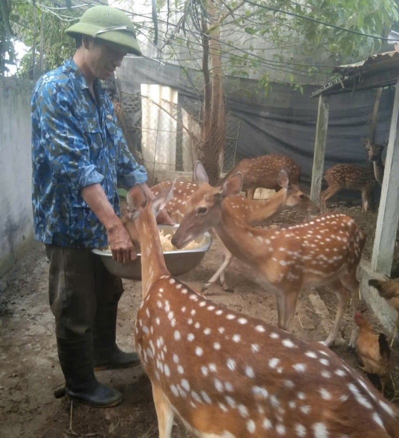 クアンディエム村の鹿の飼育は高い経済効率をもたらし、新たな農村地域の建設に大きく貢献しています。