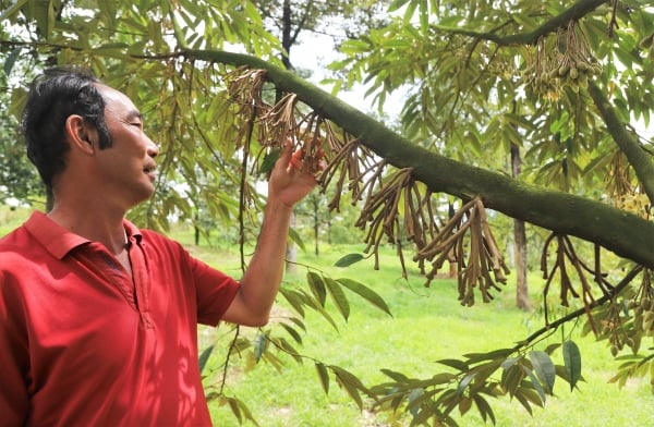 Nông dân lo lắng vì bông sầu riêng rụng hàng loạt do mưa trái mùa