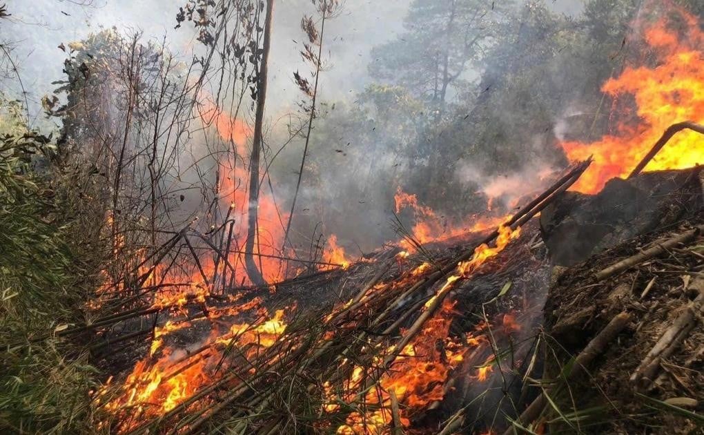 Сильный лесной пожар на горе Нгием, около 500 человек пытаются потушить огонь