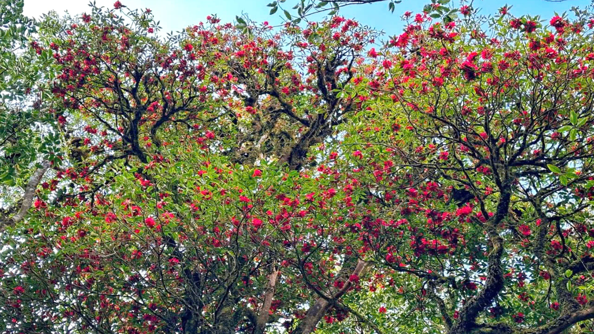 [Foto] Lai Chau en marzo es brillante con la foto 13 de la temporada de rododendros