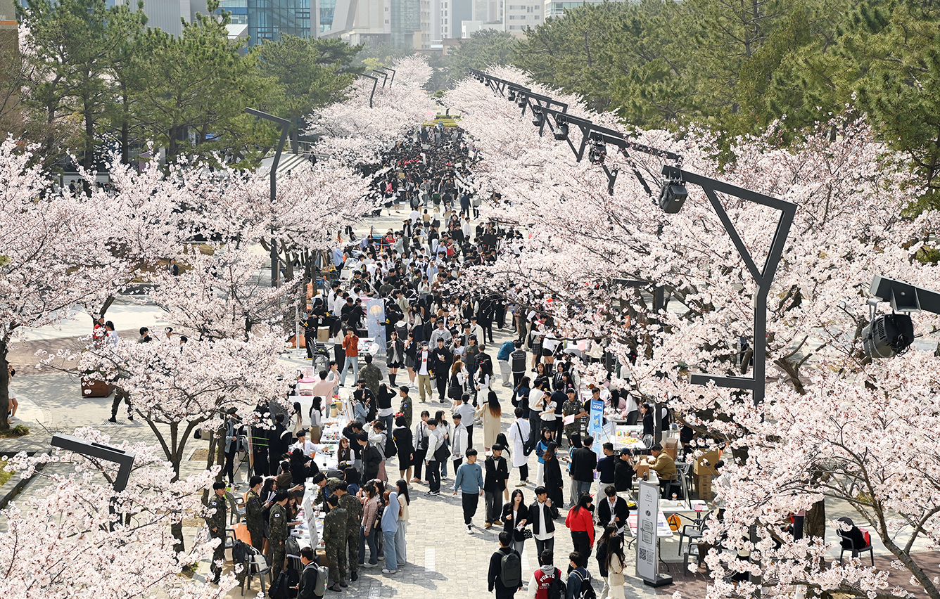 Orte zur Kirschblütenbeobachtung in Korea, von Seoul bis Jeju, 7.png