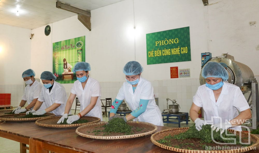 Các doanh nghiệp ngành chè trên địa bàn tỉnh giải quyết việc làm cho hàng nghìn lao động. Trong ảnh: Chế biến chè tại Công ty CP chè Hà Thái.