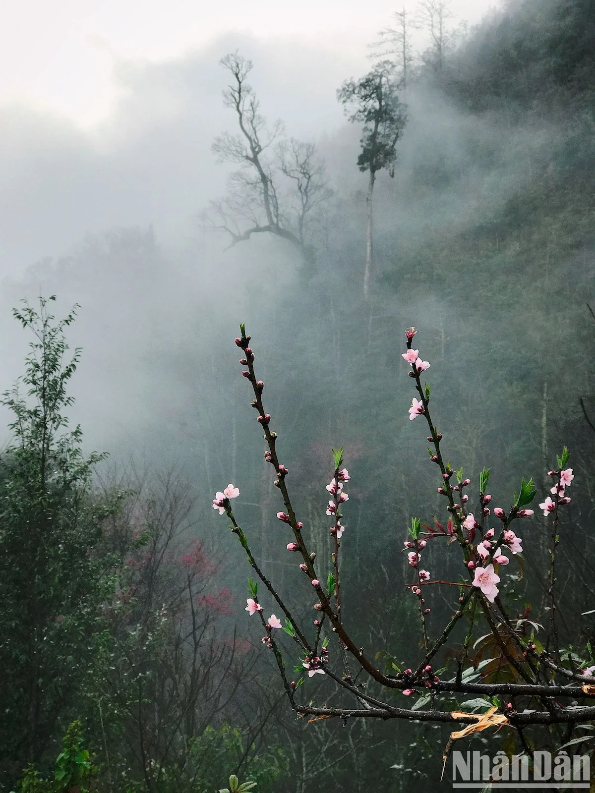 Admire los rododendros de principios de temporada en las montañas del noroeste, foto 3