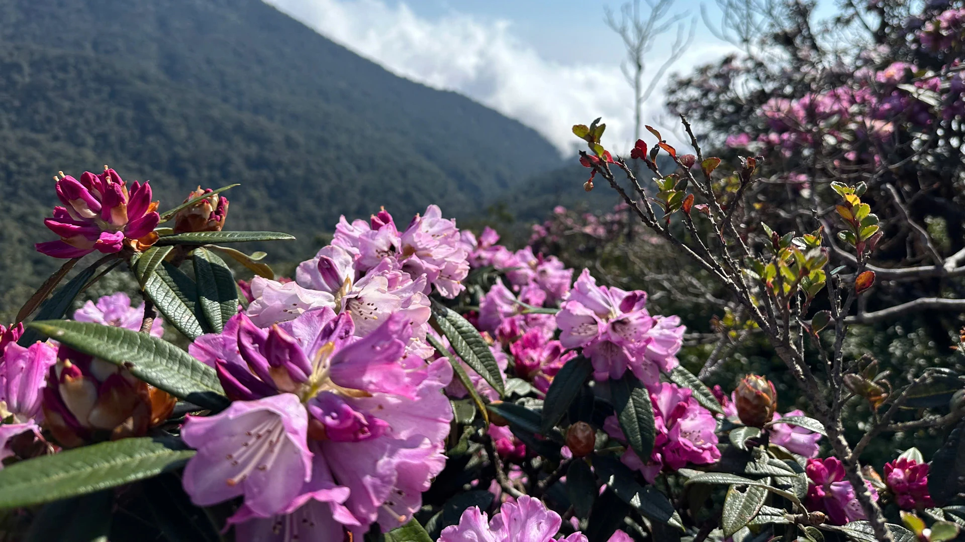 [Foto] Lai Chau en marzo es brillante con la foto 12 de la temporada de rododendros