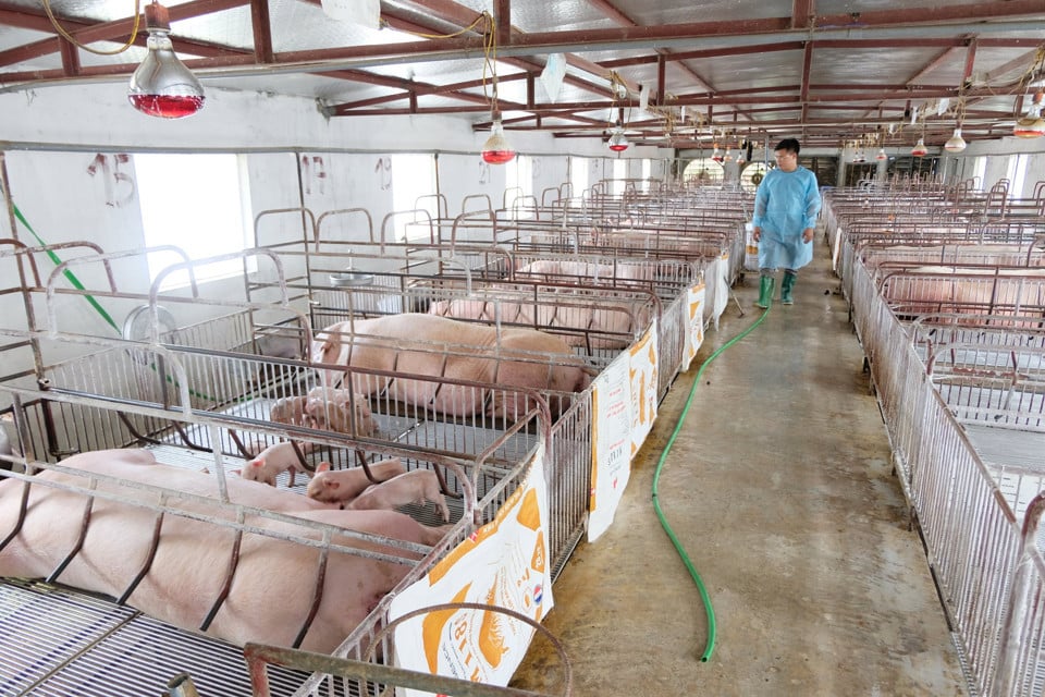 High pig prices encourage farmers to rebuild their herds. Illustrative photo