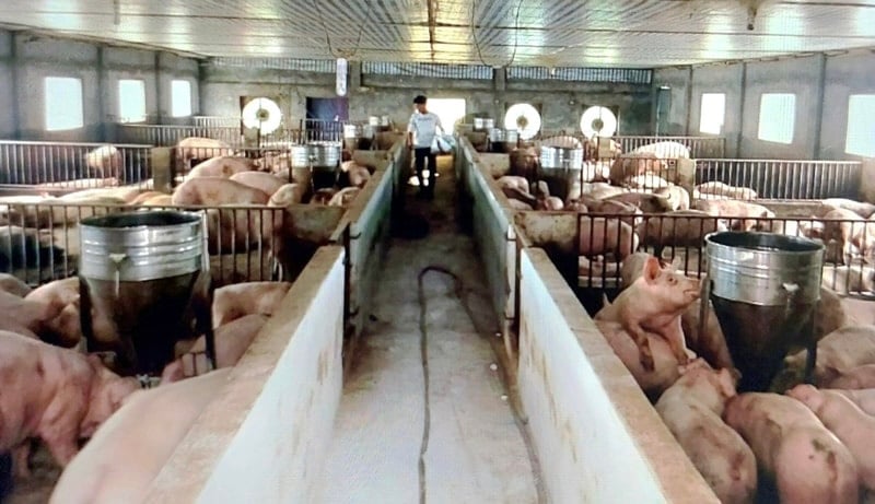 A commercial pig farm in Quoc Oai district, Hanoi. Illustrative photo