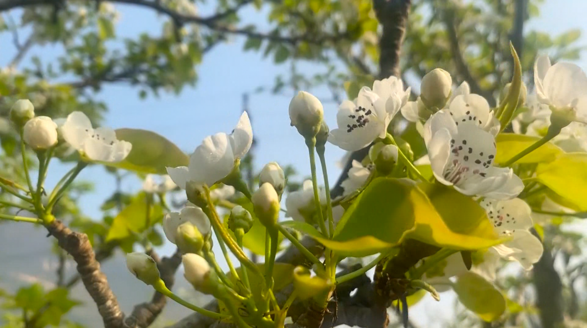 Colores de primavera en la frontera - Estación de radio y televisión de Ha Giang