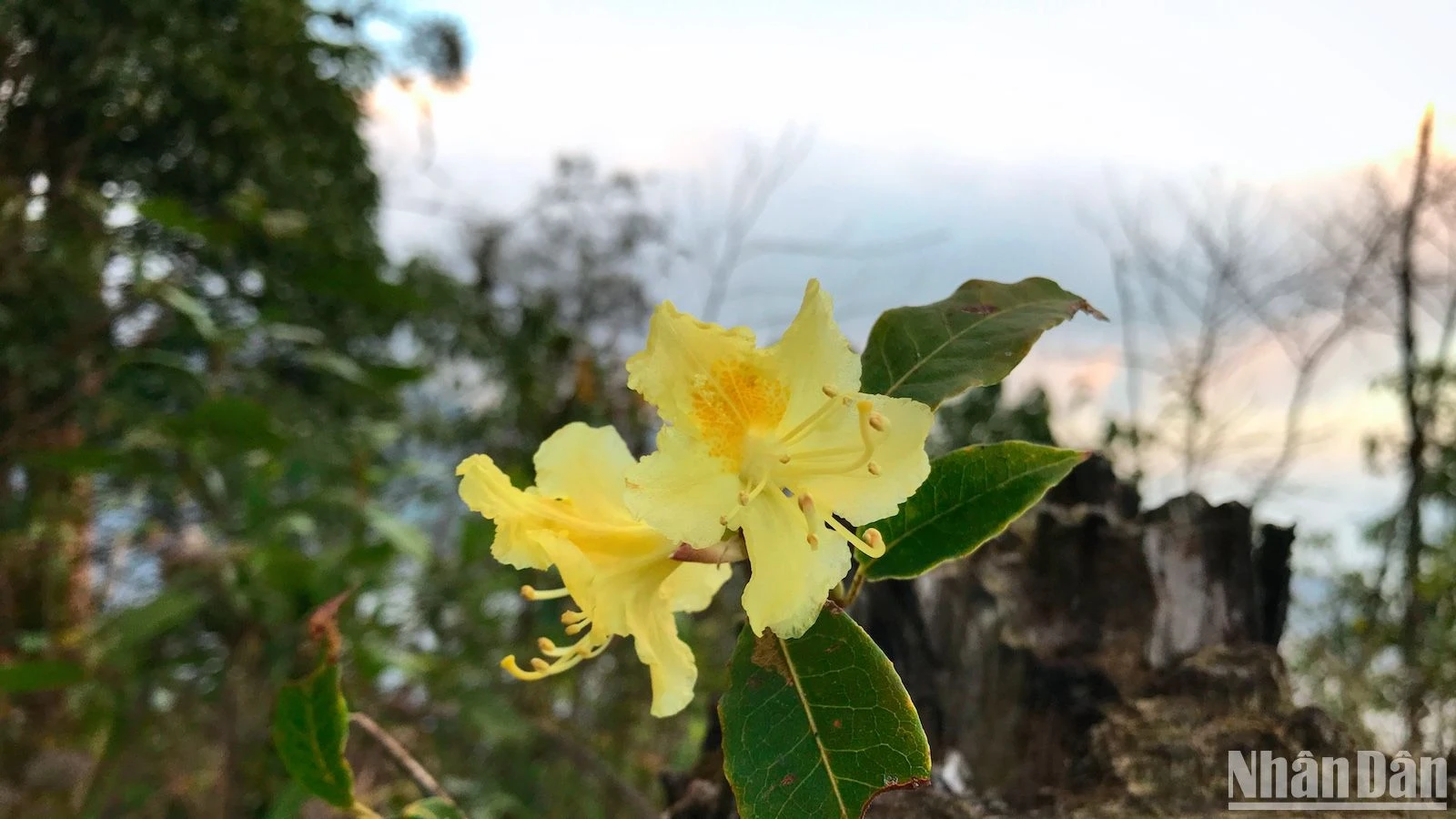 Admire los rododendros de principios de temporada en las montañas del noroeste, foto 10