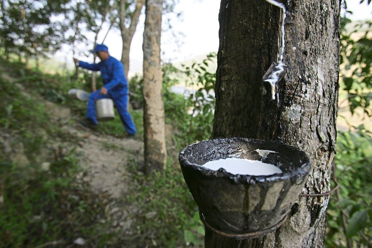 Giá cao su hôm nay 21/3/2025: Đảo chiều tăng mạnh