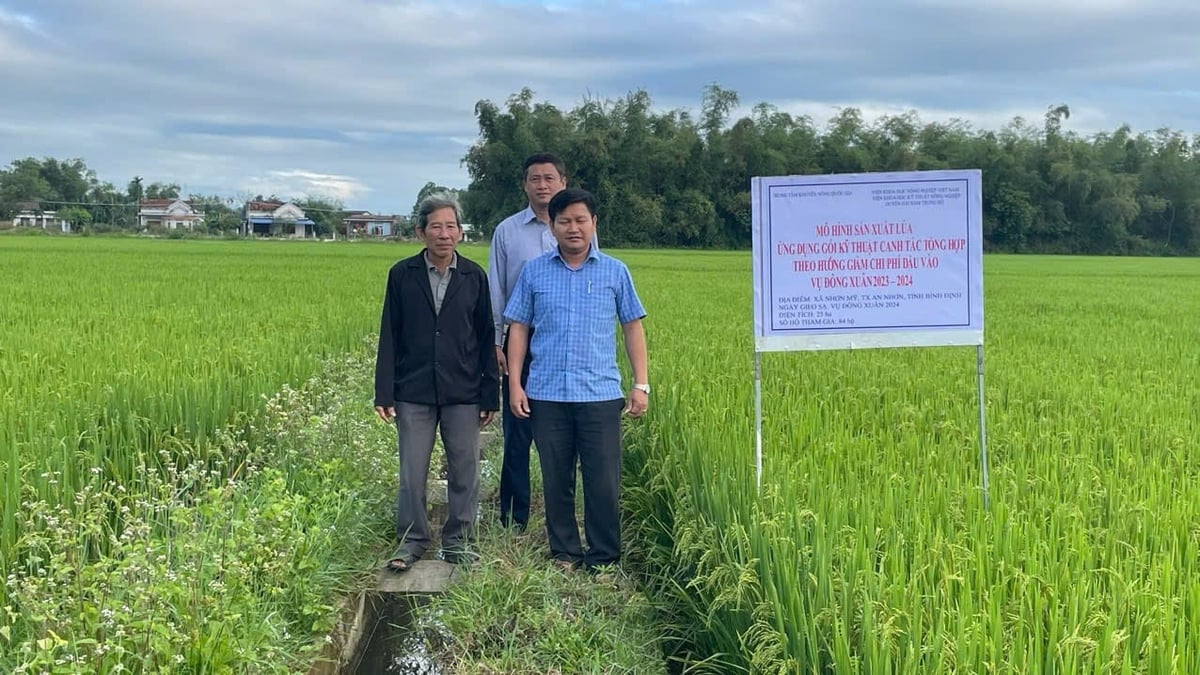 Mô hình sản xuất lúa ứng dụng gói canh tác tổng hợp giảm chi phí đầu vào vụ hè thu 2024 tại xã Nhơn Mỹ (thị xã An Nhơn, Bình Định). Ảnh: V.Đ.T.